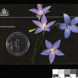 Medallion - Bluebell, Wahlenbergia gloriosa, Canberra, Australia, circa 1983