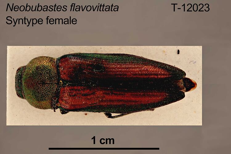 Pinned beetle specimen, dorsal view.