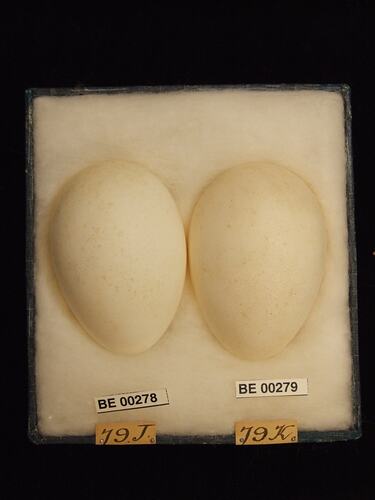Two bird eggs with specimen labels in box.