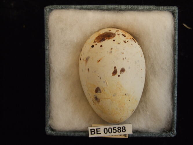 Bird egg with specimen labels in box.