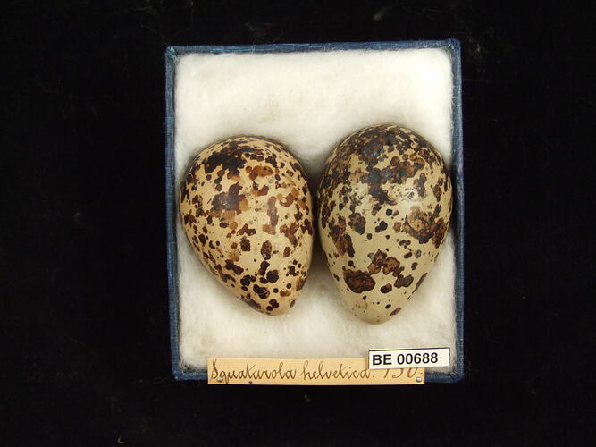 Two bird eggs with specimen labels in box.