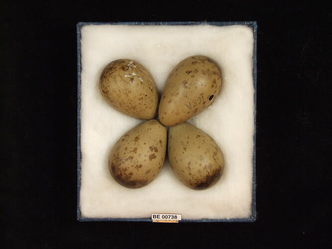 Four bird eggs with specimen labels in box.