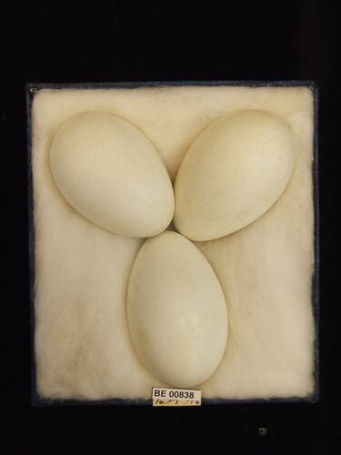 Three bird eggs with specimen labels in box.
