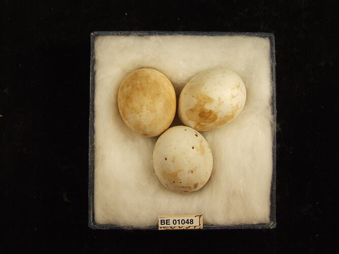 Three bird eggs and specimen label in box.