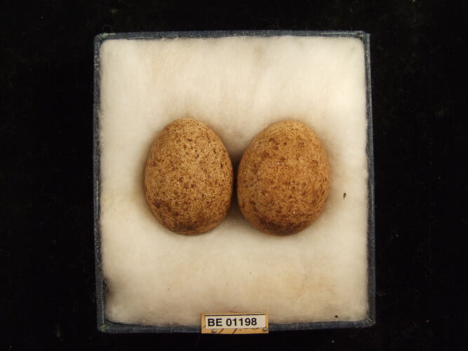Two bird eggs with specimen labels in box.