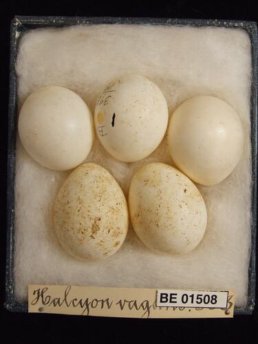 Five bird eggs with specimen labels in box.