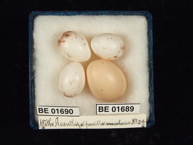 Four bird eggs with specimen labels in box.