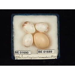 <em>Cuculus pallidus</em>