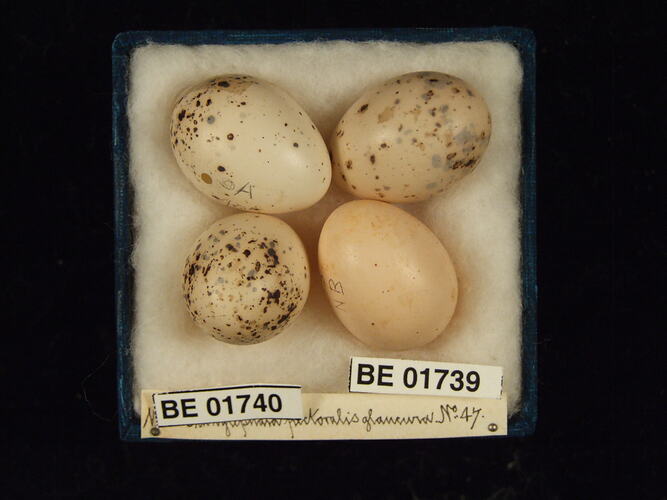 Four bird eggs with specimen labels in box.