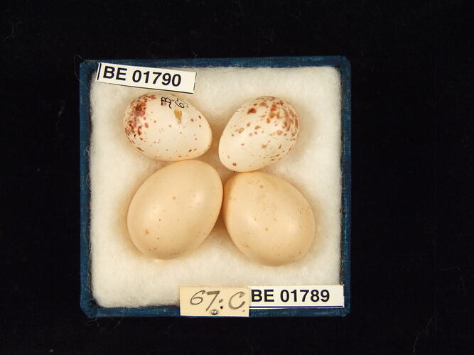 Four bird eggs with specimen labels in box.