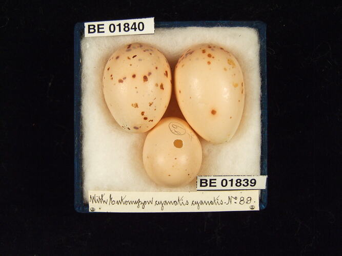 Three bird eggs with specimen labels in box.