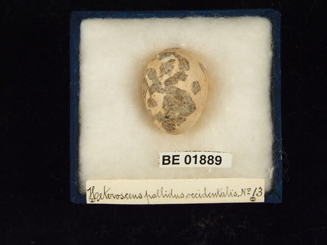 Bird egg with specimen labels in box.