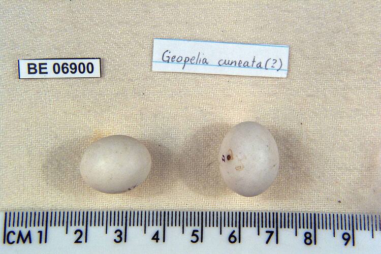 Two bird eggs and specimen labels beside ruler.