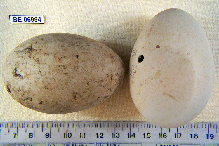 Two bird eggs and specimen labels beside ruler.