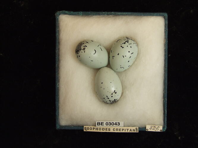 Three bird eggs in box with labels.