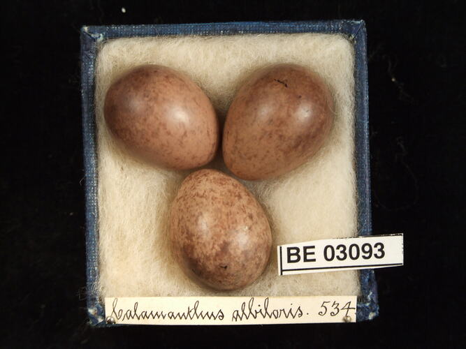 Three bird eggs in box with labels.