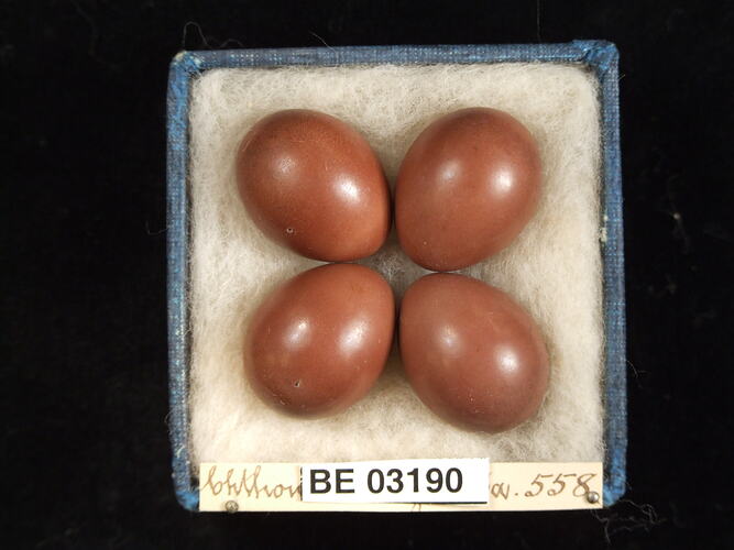 Four bird eggs in box with labels.