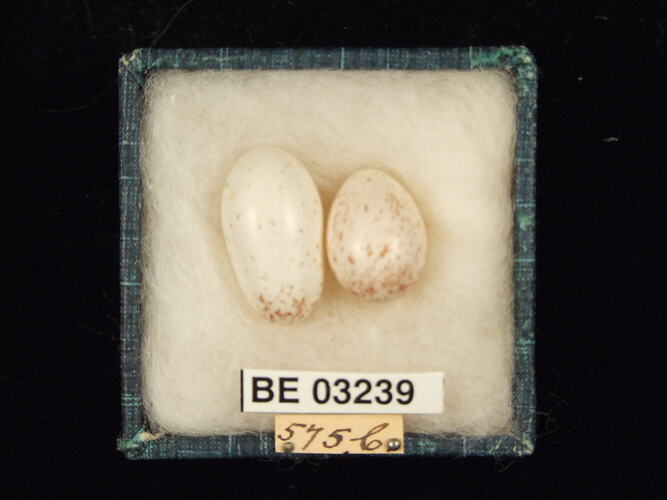 Two bird eggs in box with labels.