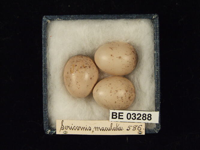 Three bird eggs in box with labels.