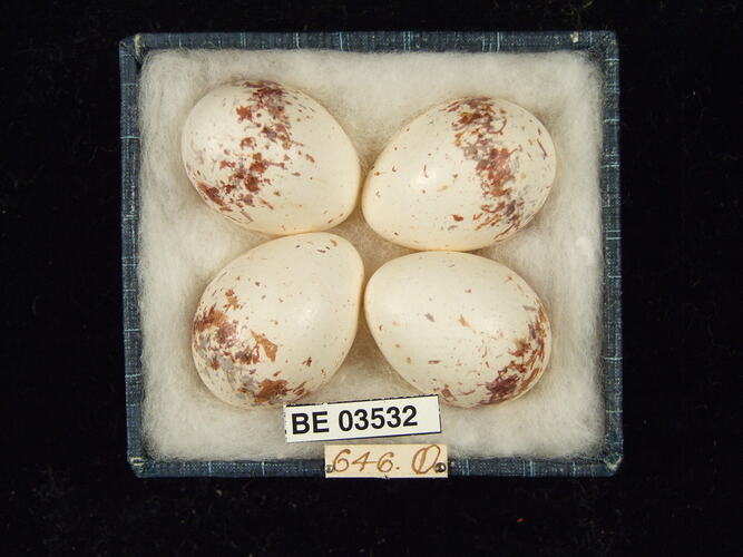 Four bird eggs in box with specimen labels.