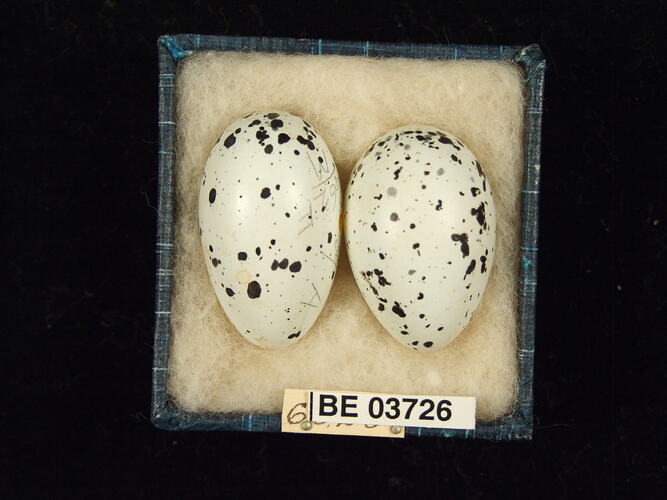 Two bird eggs in box with specimen labels.