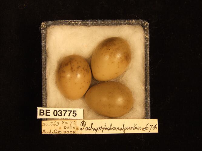 Three bird eggs in box with specimen labels.