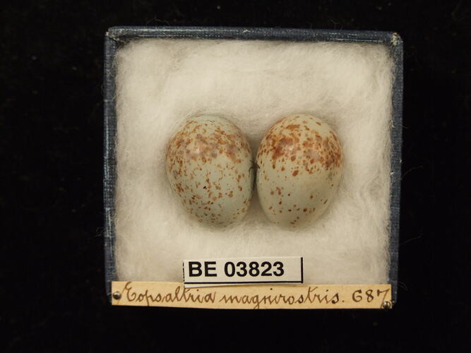 Two bird eggs in box with specimen labels.