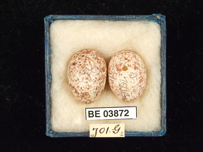 Two bird eggs in box with specimen labels.