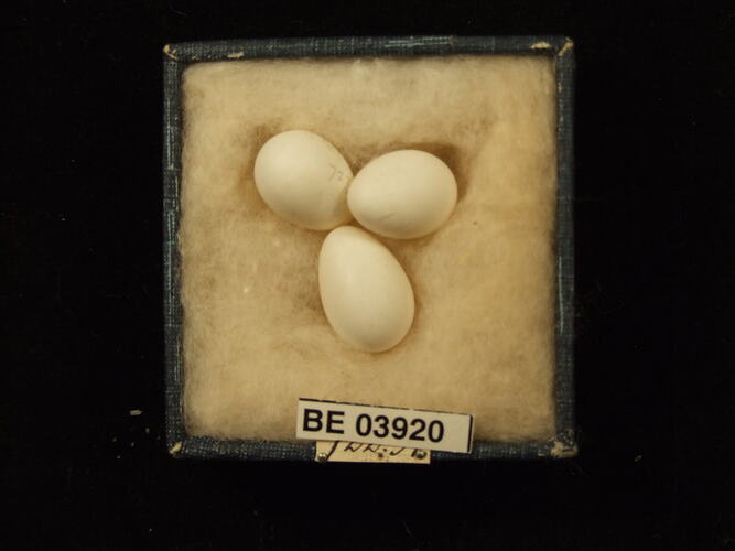 Three bird eggs in box with specimen labels.