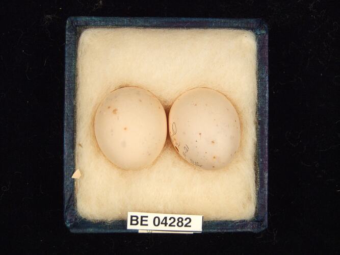 Two bird eggs in box with specimen labels.