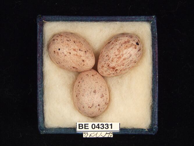 Three bird eggs in box with specimen labels.