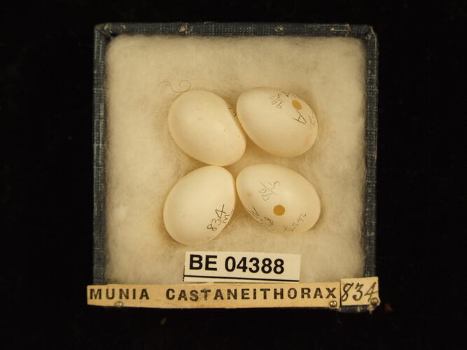 Four bird eggs in box with specimen labels.
