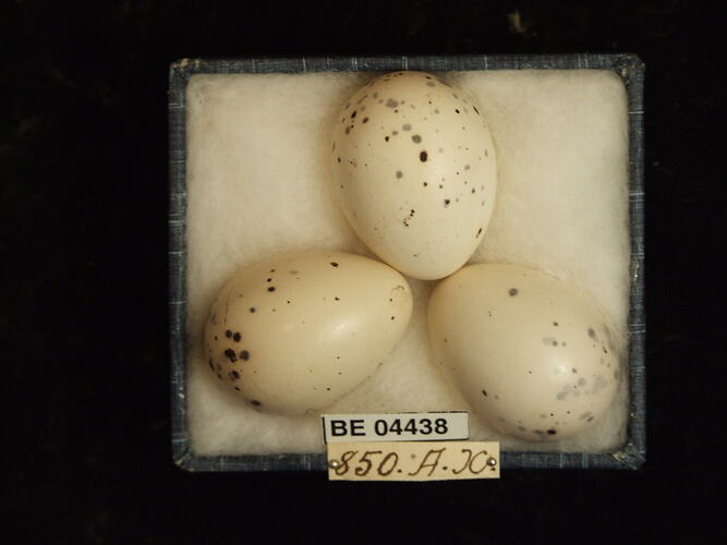 Three bird eggs in box with specimen labels.