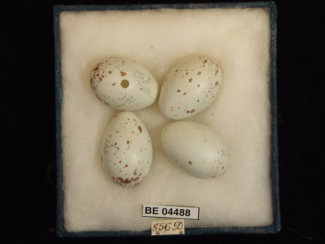Four bird eggs with specimen labels in box.