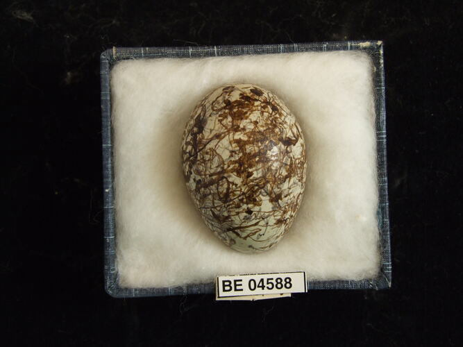 Bird egg with specimen labels in box.