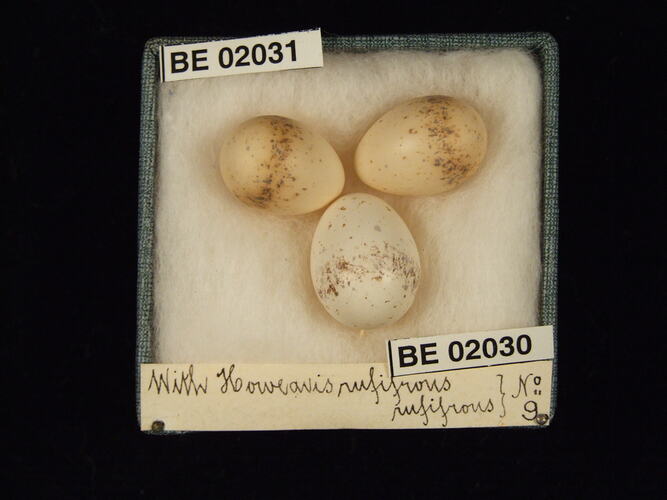 Three bird eggs with specimen labels in box.