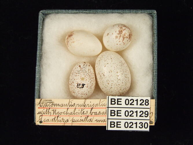 Four bird eggs with specimen labels in box.