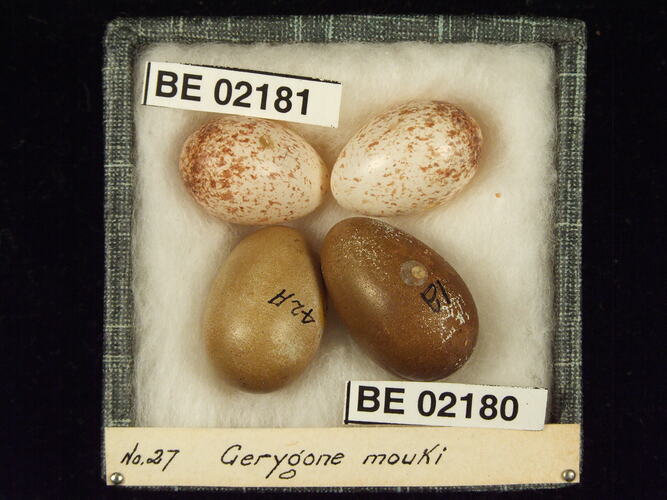 Four bird eggs with specimen labels in box.