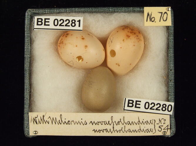 Three bird eggs with specimen labels in box.