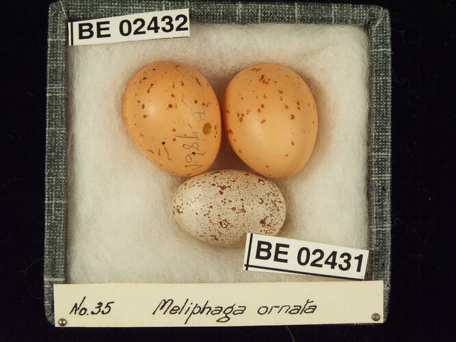 Three bird eggs with specimen labels in box.