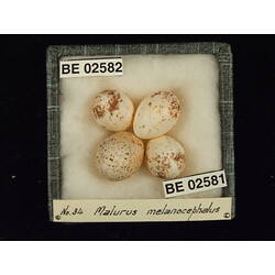 <em>Chalcites minutillus russatus</em> (Gould, 1868)