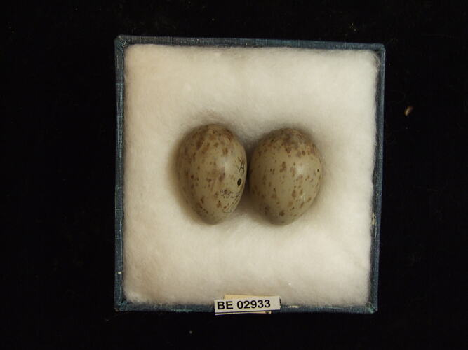 Two bird eggs with specimen label in box.
