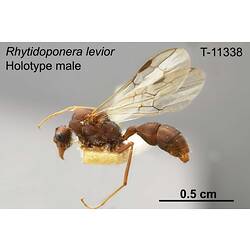 Ant specimen, male, lateral view.