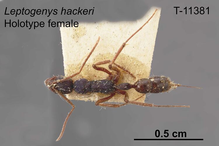 Ant specimen, female, dorsal view.
