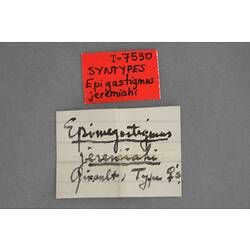 Entomology type specimen labels.
