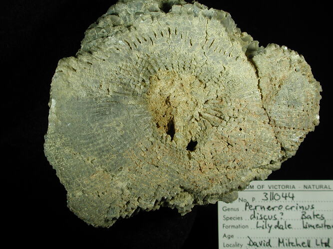 <em>Pernerocrinus </em>, fossil crinoid.  Registration no. P 311044.