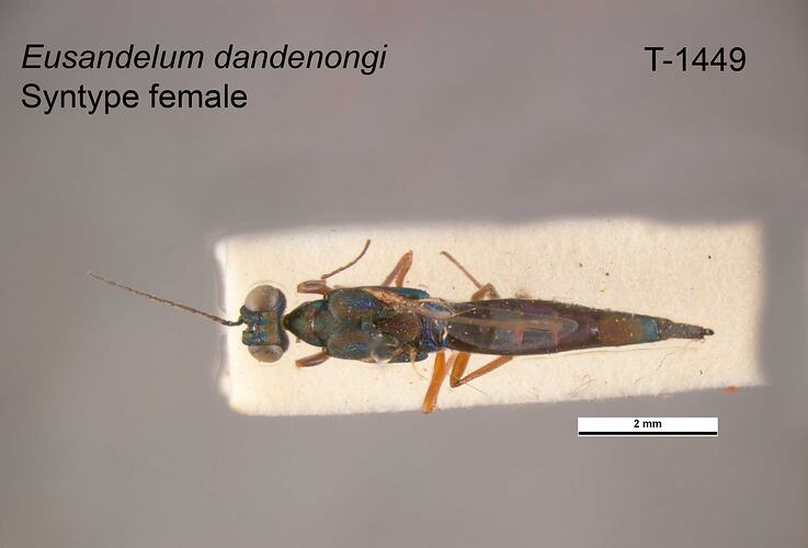 Parasitic wasp specimen, female, dorsal view.