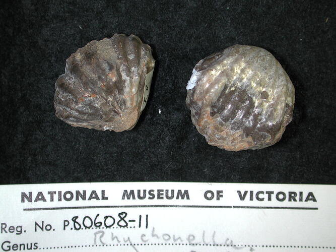Two articulated brachiopod fossiles beside specimen label.