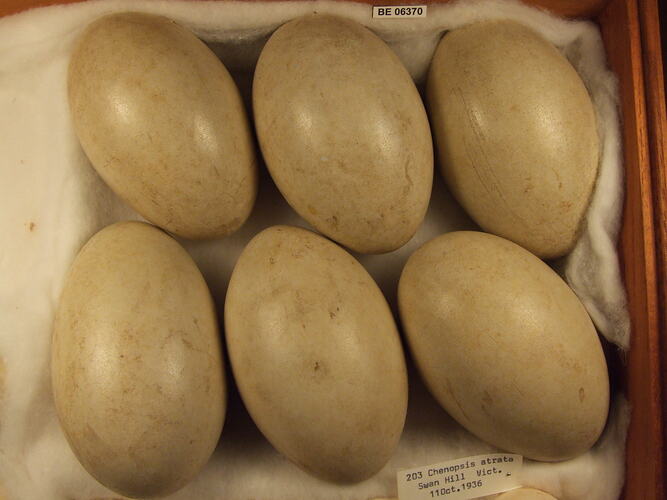 Six bird eggs with specimen label in box.