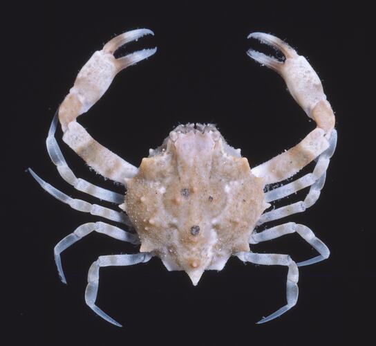 Crab, viewed from above.